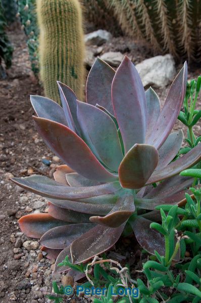 dsc_1438.jpg