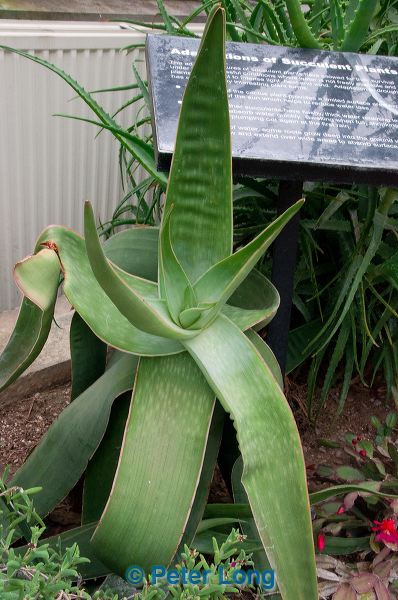 dsc_3622.jpg