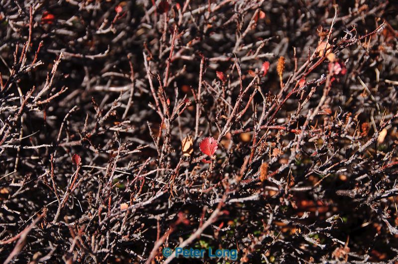 dsc_1131.jpg