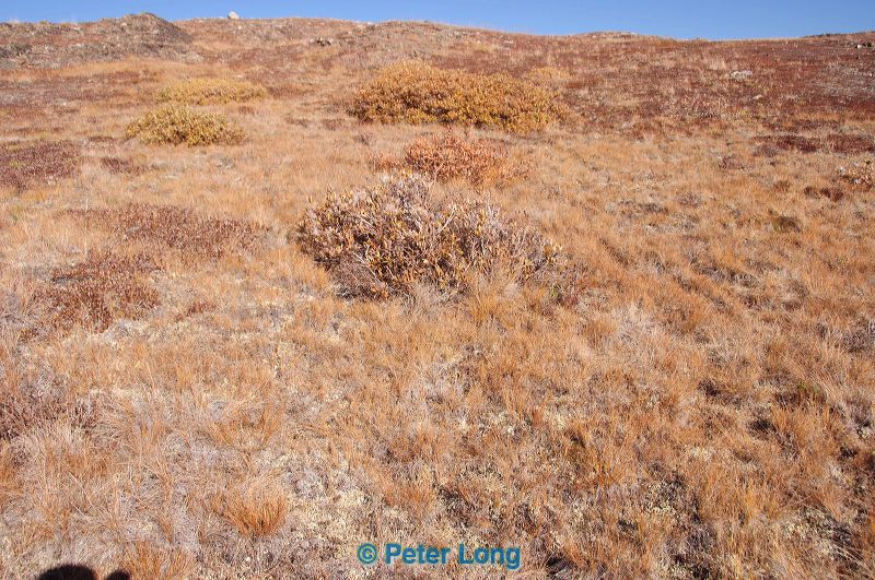 dsc_1239.jpg