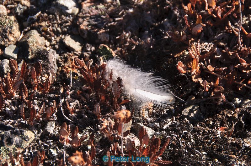 dsc_1268.jpg