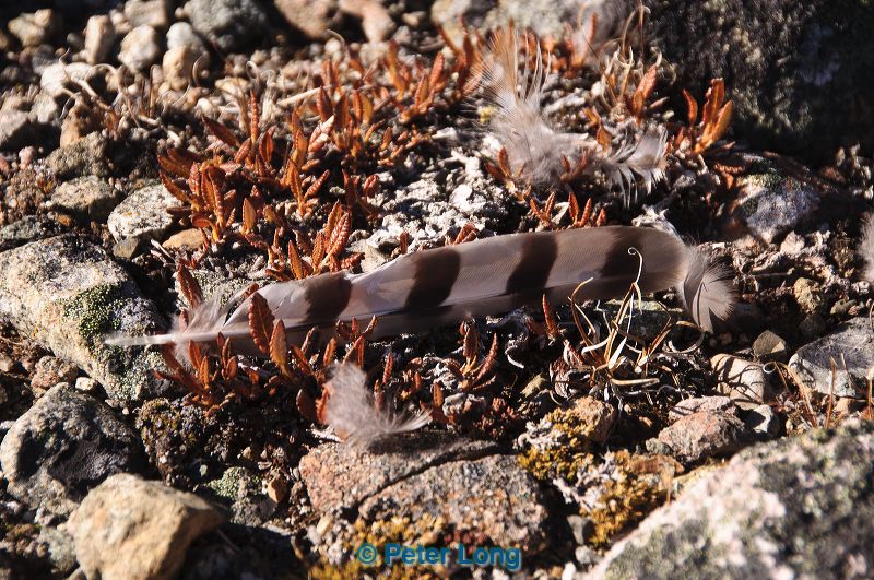 dsc_1272.jpg