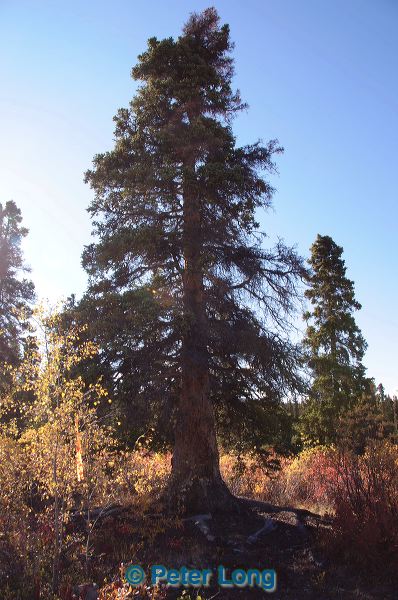 dsc_1290.jpg