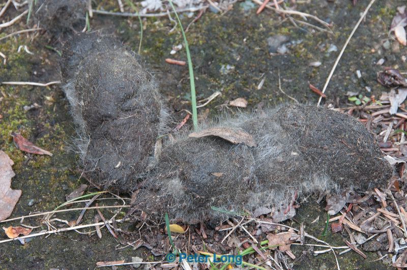 dsc_0941.jpg