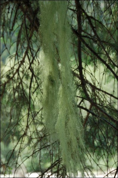 071d_neufeld_chilkoot_74737.jpg