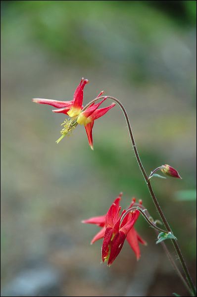 071d_neufeld_chilkoot_74874.jpg