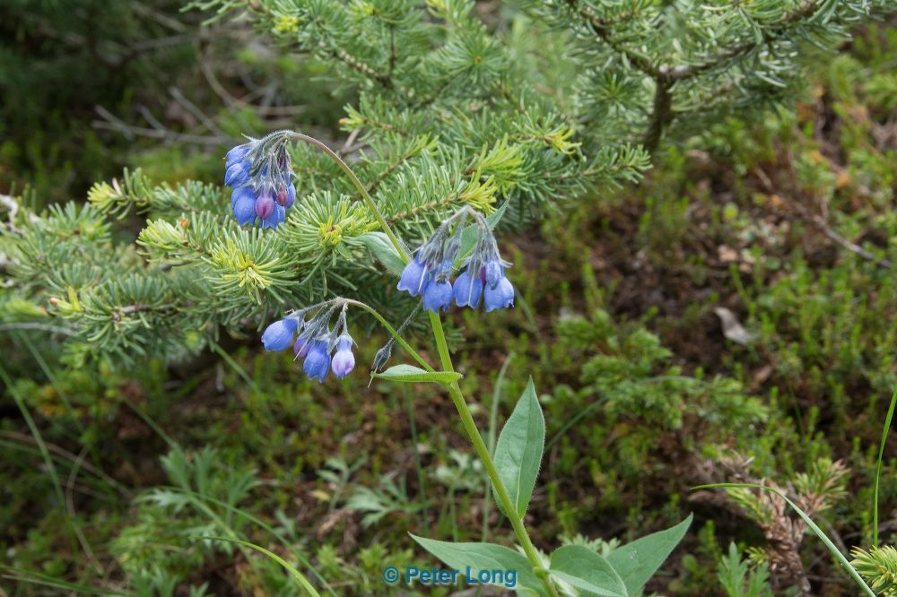 dsc_6085.jpg