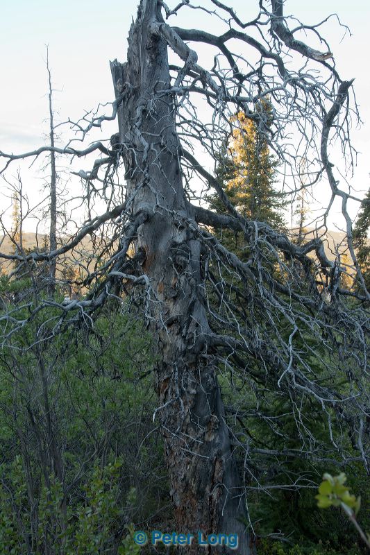 dsc_5062.jpg