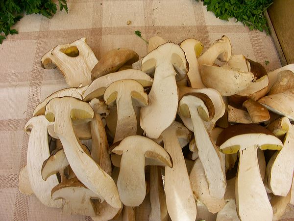 pict5274.jpg
