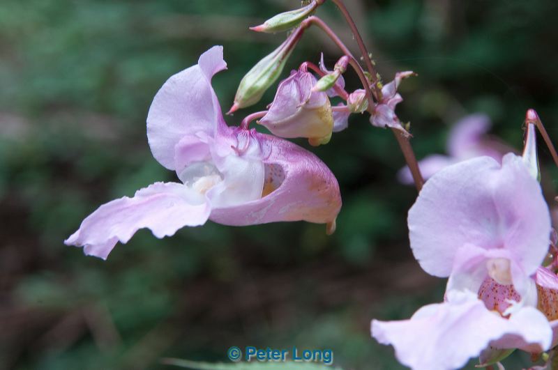 dsc_0158.jpg