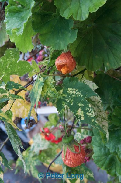 dsc_0603.jpg