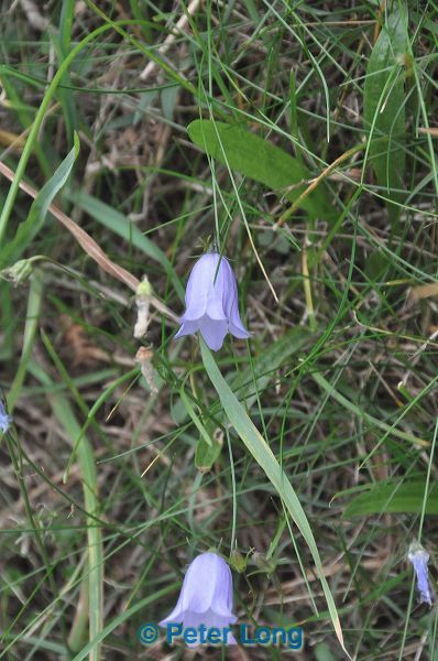dsc_0813.jpg