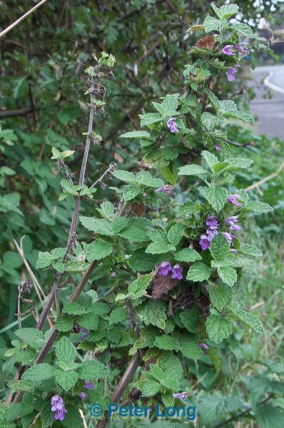 dsc_1487.jpg