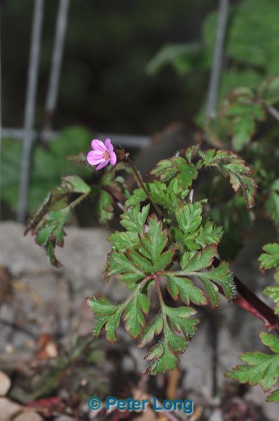 dsc_6106.jpg