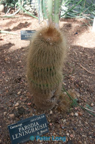 dsc_2010.jpg