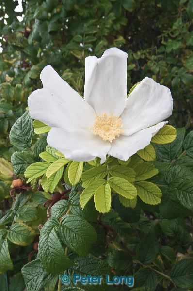 dsc_2712.jpg