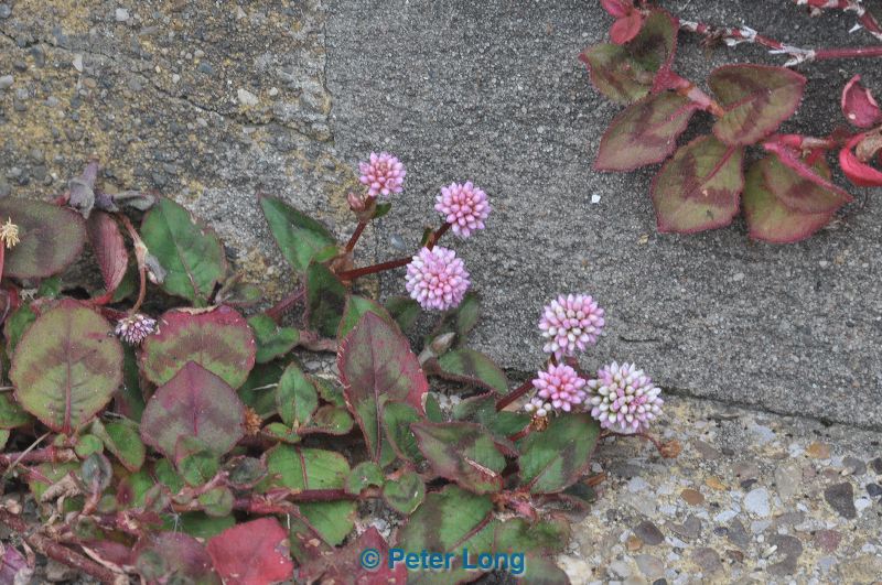 dsc_1041.jpg