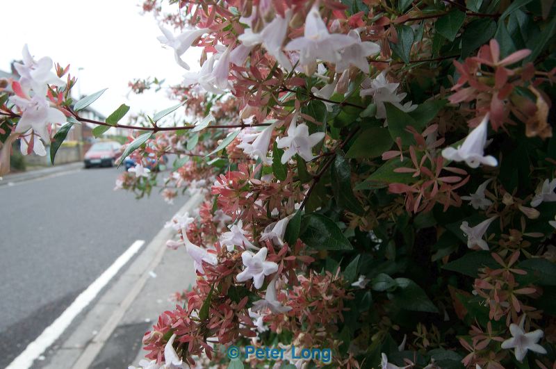 dsc_1806.jpg