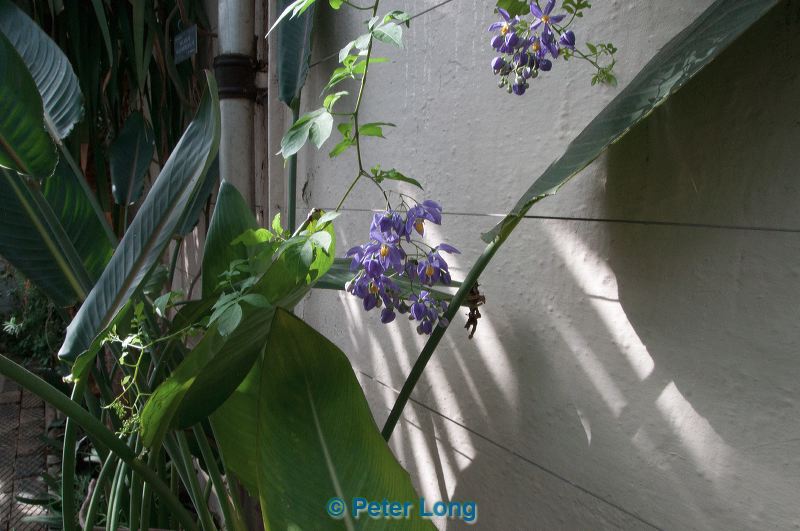dsc_2002.jpg