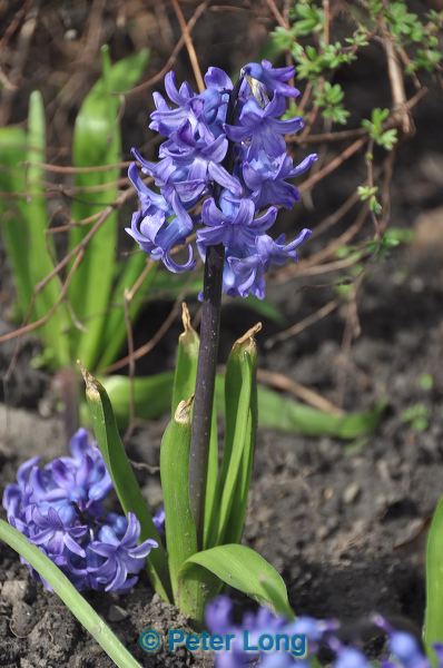 dsc_4093.jpg
