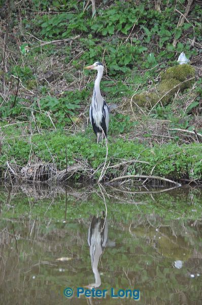 dsc_4457.jpg