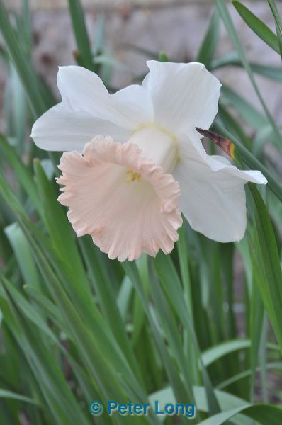 dsc_4708.jpg
