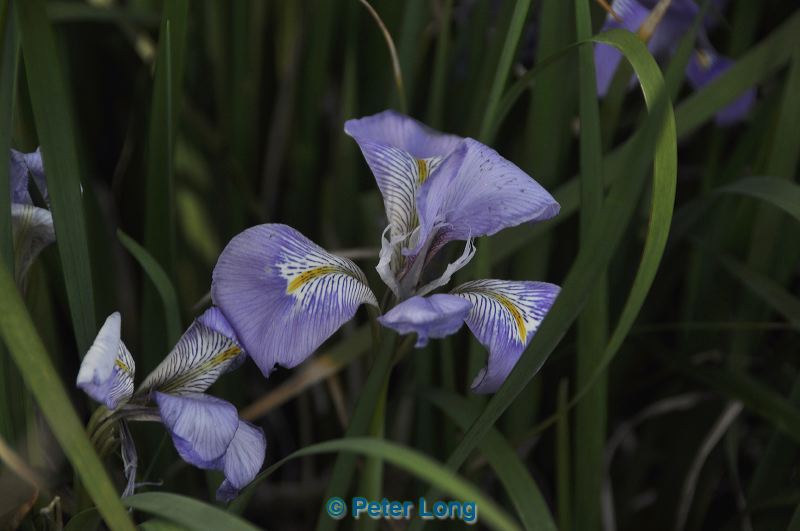 dsc_4803.jpg