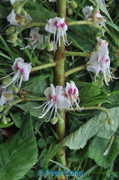 dsc_6540.jpg