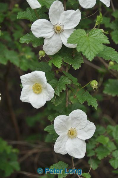 dsc_6692.jpg