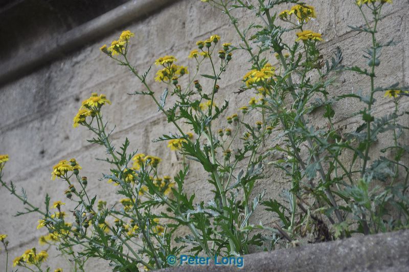 dsc_6818.jpg