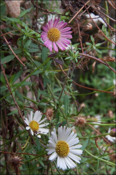 dsc_0410.jpg