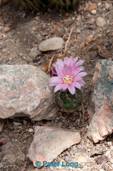 dsc_2762.jpg