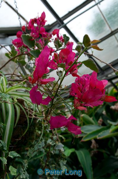 dsc_1386.jpg