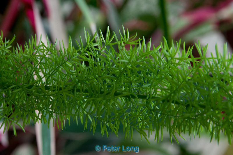 dsc_8658.jpg