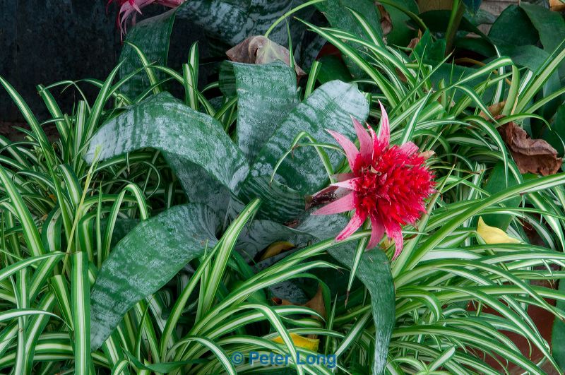 dsc_2949.jpg