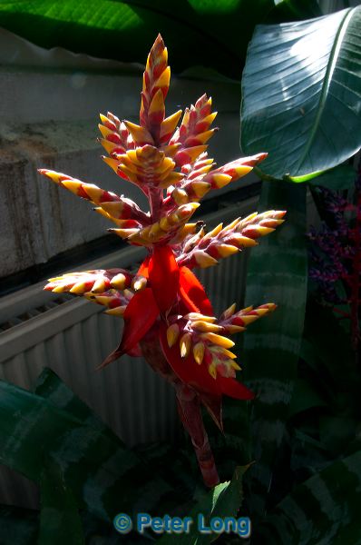 dsc_4970.jpg
