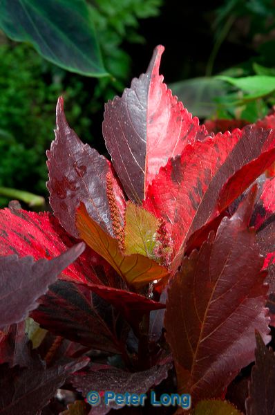 dsc_2832.jpg