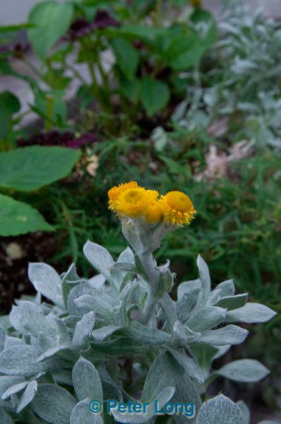 dsc_3634.jpg