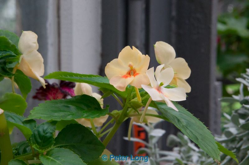 dsc_3639.jpg