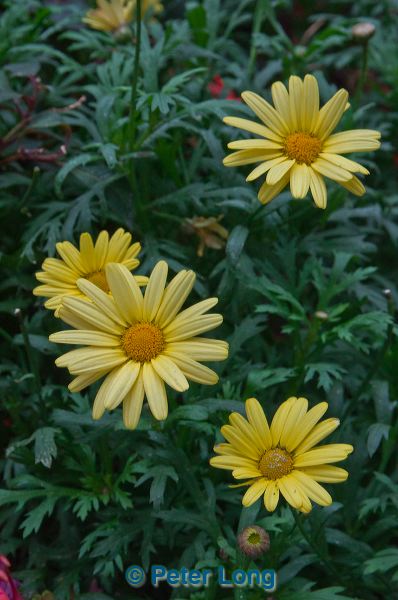 dsc_8308.jpg