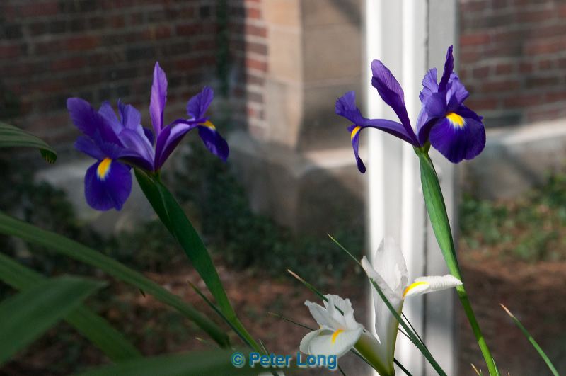 dsc_8800.jpg