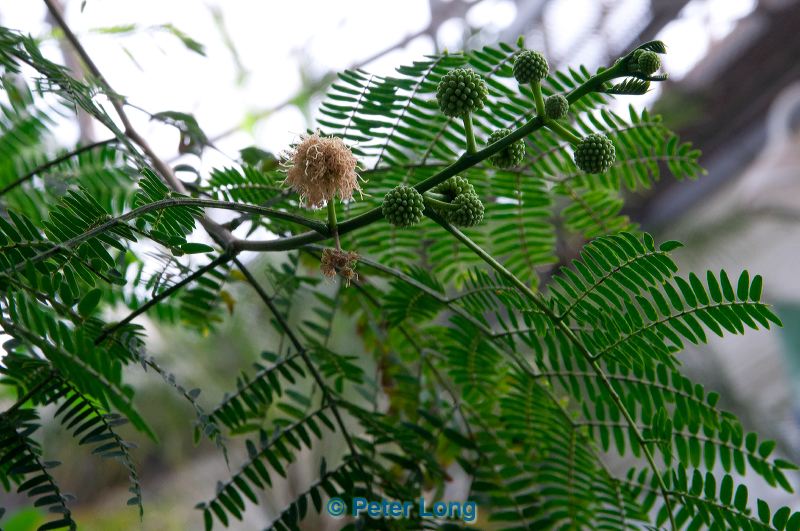 dsc_0271.jpg