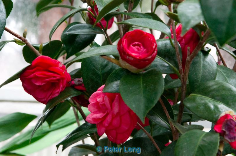 dsc_8145.jpg