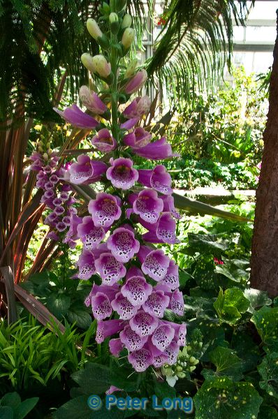 dsc_9631.jpg