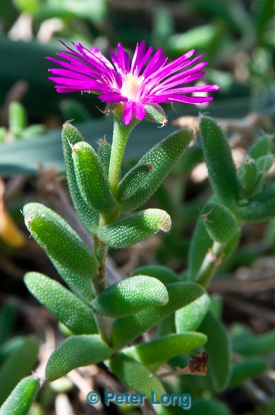 dsc_9674.jpg