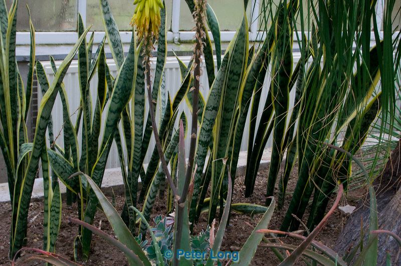 dsc_8681_copy.jpg
