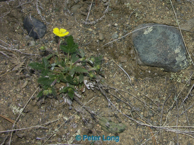 0015005_p8490_crop.jpg