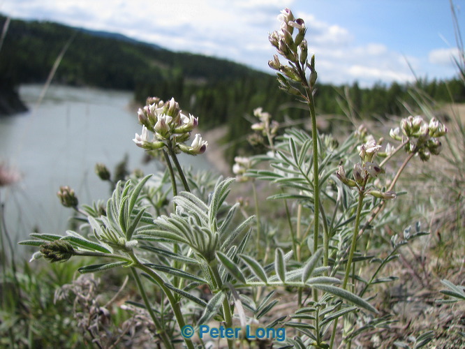 img_1443.jpg