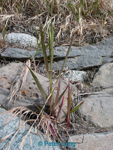 0007903_p5736.jpg