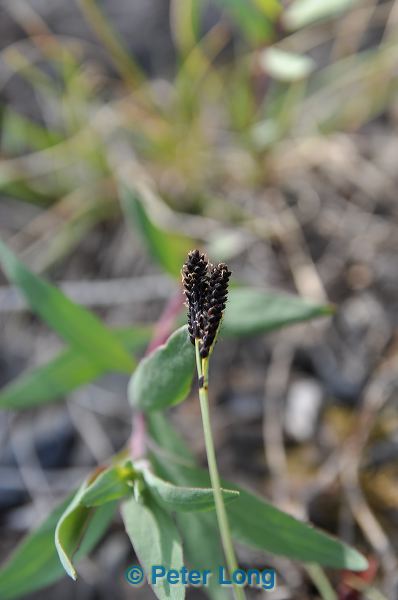 dsc_1367.jpg
